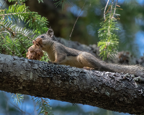 iNaturalist observation photo of Douglas's Squirrel