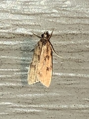 Dichomeris punctipennella