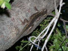 Sceloporus clarkii