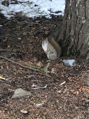 Tamiasciurus hudsonicus