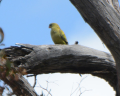 Polytelis anthopeplus