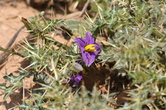 Solanum virginianum