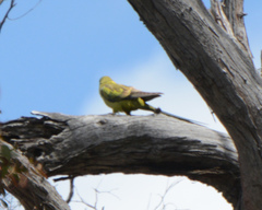 Polytelis anthopeplus