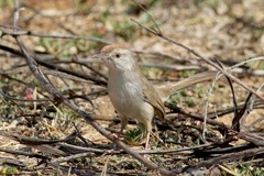 Prinia buchanani