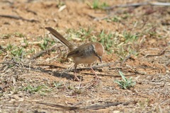 Prinia buchanani