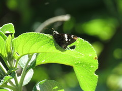 Codatractus arizonensis