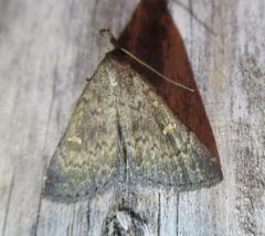 Hypenula cacuminalis