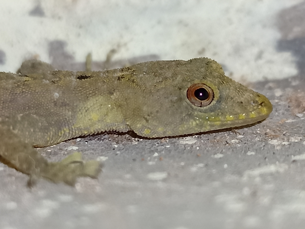 Vijaya's Round-Eyed Gecko