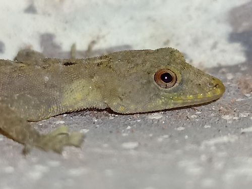 Vijaya's Round-eyed Gecko, Cnemaspis vijayae