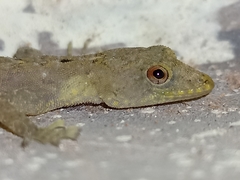 Vijaya's Round-Eyed Gecko photo 1