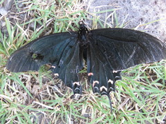 Mimoides thymbraeus aconophos