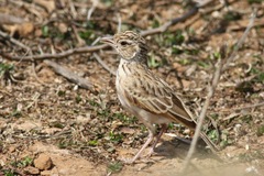 Mirafra erythroptera