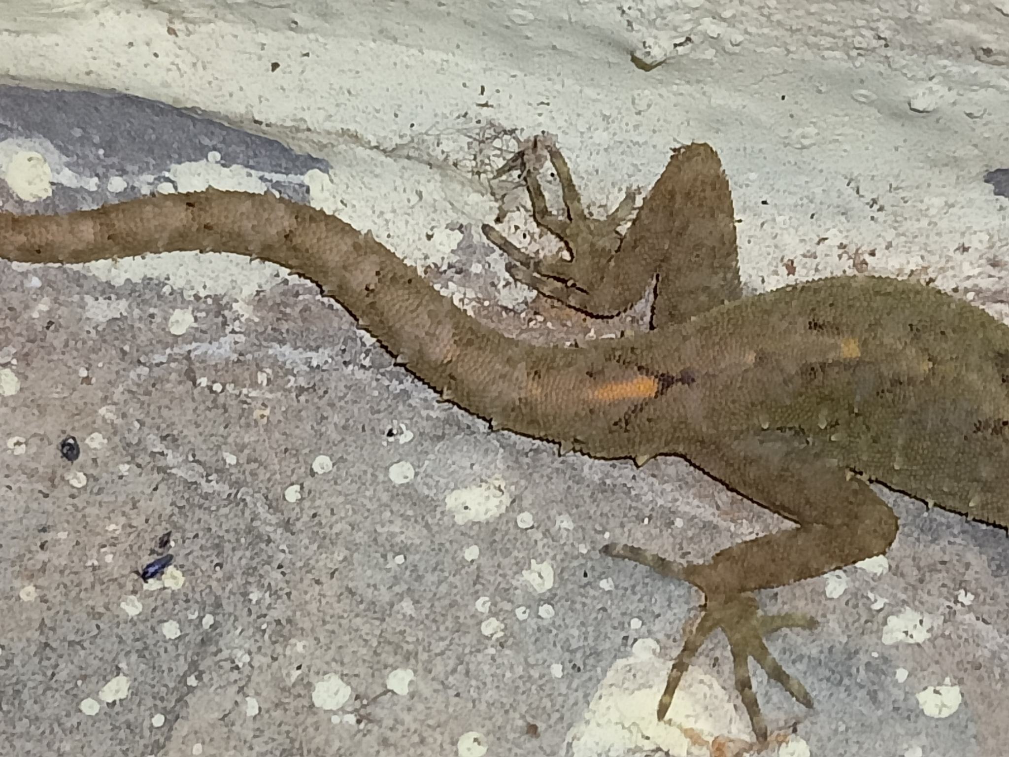Vijaya's Round-Eyed Gecko photo 3