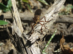 Diogmites sallei