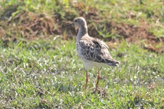 Calidris pugnax