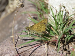 Atalopedes campestris huron