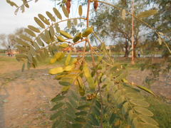 Sesbania virgata