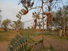 Sesbania virgata