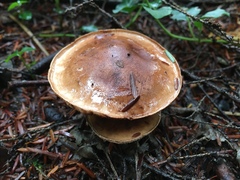 Tricholoma transmutans
