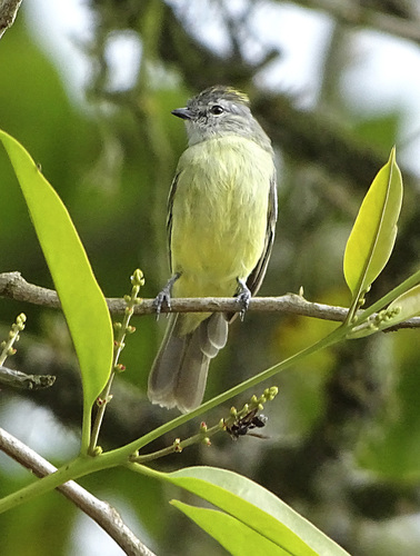 Yellow-crowned Tyrannulet