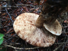 Tricholoma transmutans