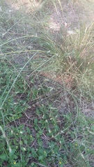 Eragrostis intermedia