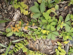 Agrimonia pilosa