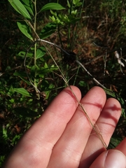 Aristida simpliciflora