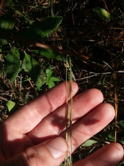Aristida simpliciflora