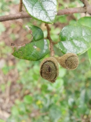 Loropetalum chinense