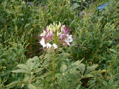Cleome houtteana