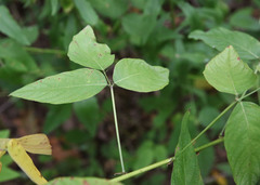 Desmodium cuspidatum longifolium