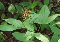 Desmodium cuspidatum longifolium