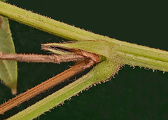 Desmodium cuspidatum longifolium