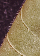 Desmodium cuspidatum longifolium