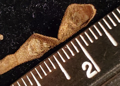 Desmodium cuspidatum longifolium