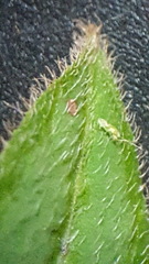 Desmodium cuspidatum longifolium