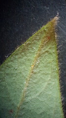 Desmodium cuspidatum longifolium