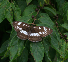 Limenitis doerriesi