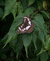 Limenitis doerriesi
