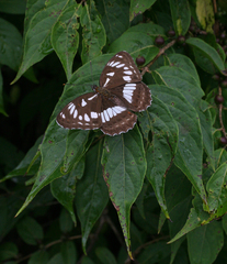 Limenitis doerriesi