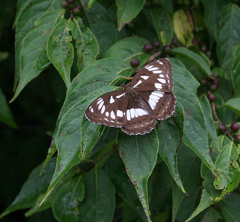Limenitis doerriesi