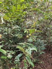 Castanea seguinii