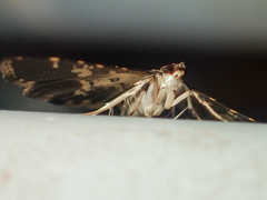 Eurrhyparodes bracteolalis