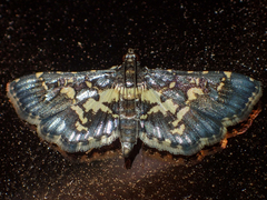 Eurrhyparodes bracteolalis