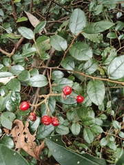 Loropetalum chinense