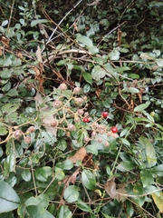 Loropetalum chinense