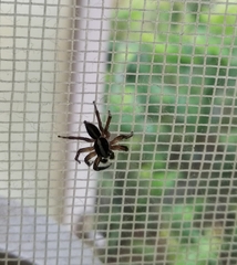 Plexippus paykulli