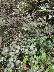 Loropetalum chinense