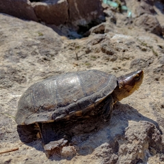 Kinosternon hirtipes hirtipes